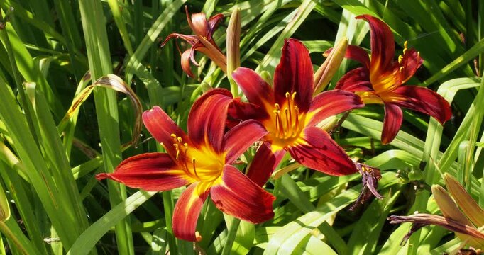 Daylilies &lsquo;Crimson Pirate&rsquo; (Hemerocallis). Attractive flowering of bright crimson red with lighter midrib, darker eye and yellow throat
