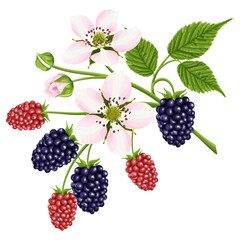 A bouquet with a flower and a blackberry berry. Botanical border.  A garden plant with pink flowers, green leaves and bright red and black berries. Vector illustration.