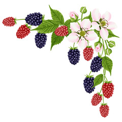 A bouquet with a flower and a blackberry berry. Botanical border. A garden plant with pink flowers, green leaves and bright red and black berries. Vector illustration.