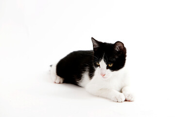 Fototapeta premium black and white kitten lying on white background