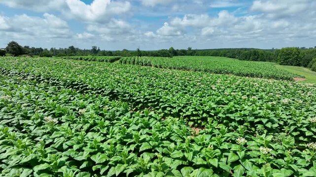 Aerial of tabacco plants in bloom on plantation in Virginia USA