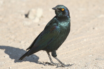 The beautiful Cape Starling (Lamprotornis nitens) with its iridescent plumage in the Kgalagadi...
