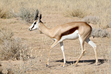 Female Springbok as seen in how thin her horns are. Males have much thicker horns.