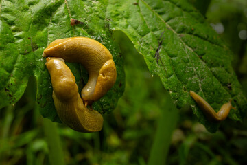 Banana Slugs Crawling on Giant Leaves in Redwood
