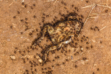 Ants feeding on a dead frog in eastern Uganda