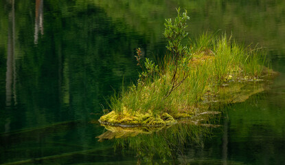 Bright Green Bog Floats On The Smooth Surface Of Green Lake