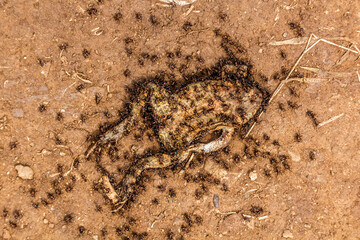 Ants feeding on a dead frog in eastern Uganda