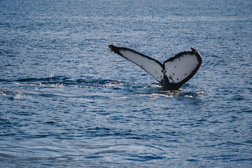 Fototapeta premium Whale tail