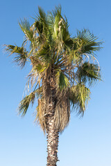 Tall Palm Tree Against Clear Blue Sky