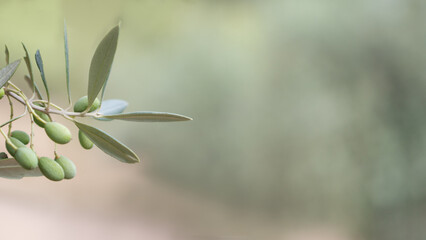 Green Olives on Tree Branch