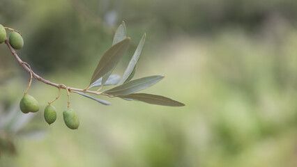 Olive Branch with Green Olives Close-up