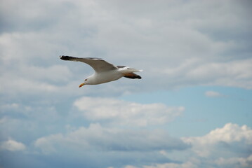 Obraz premium seagull in flight