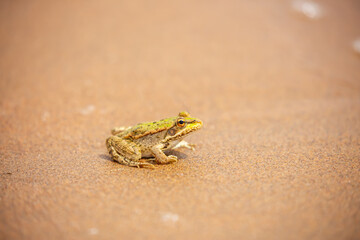 The frog sits on the sand on the shore of the lake. Beautiful wildlife landscape with place for text. The concept of protecting wildlife and ecology.