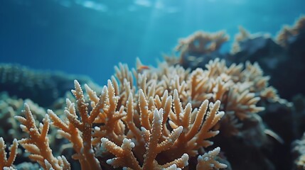Close-up of vibrant, healthy coral reef underwater, showcasing the beauty and diversity of marine life in an ocean habitat.