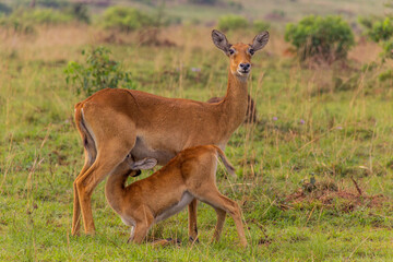 Ugandan Kob (Kobus kob thomasi) in Murchison Falls national park, Uganda
