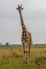 Giraffe in Murchison Falls national park, Uganda