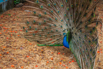 Obraz premium Colorful and Beautiful peacock spreading his wings. Clicked at Arignar Anna Zoological Park , India