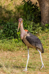 Marabou stork (Leptoptilos crumenifer) in Murchison Falls national park, Uganda