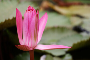 Pink lotus is blooming Some petals are fully bloomed. Some are coming apart. Surrounded by green leaves with jagged edges.

