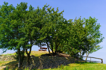 Obraz premium Bench under the trees. Romantic place to relax in nature.