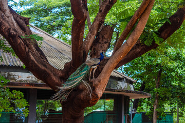 Colorful and Beautiful peacock sitting on a tree. Clicked at  Arignar Anna Zoological Park , India