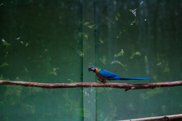 Colorful Macaws behind the fence.  Clicked at  Arignar Anna Zoological Park , India