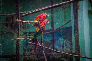 Colorful Macaws behind the fence.  Clicked at  Arignar Anna Zoological Park , India