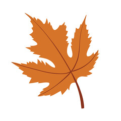 Illustration of autumn maple leaf is isolated on the white background