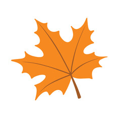 Illustration of autumn maple leaf is isolated on the white background