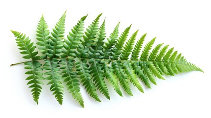 A vibrant green fern leaf isolated on a white background, showcasing its intricate leaf structure and natural beauty.