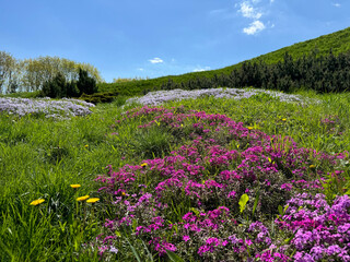 Meadow wild flowers alpine phlox and dandelions in the grass