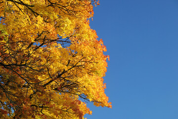 Autumn maple bright tree branches against blue sky