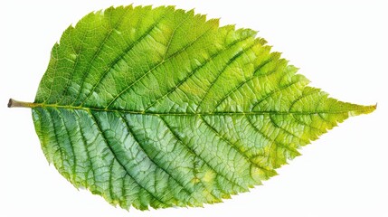 Fototapeta premium A vibrant green leaf showcasing intricate textures and details, perfect for nature-themed projects or eco-friendly designs.