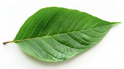 Obraz premium A vibrant green leaf showcasing intricate veins and a natural texture, perfect for themes of nature and sustainability.