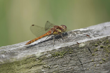 A Common Darter dragonfly (Sympetrum striolatum)