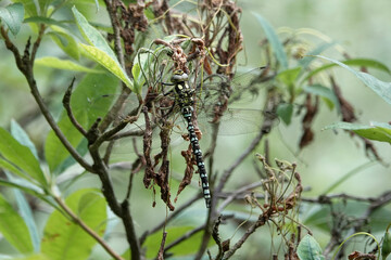 A Southern Hawker dragonfly (Aeshna cyanea)