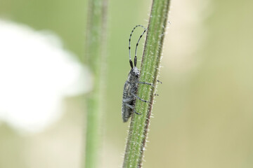 Golden-bloomed Grey Longhorn Beetle (Agapanthia villosoviridescens)