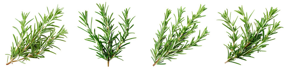 Fototapeta premium Fresh rosemary sprigs arranged beautifully, perfect for seasoning, garnishing, or herbal decoration in culinary dishes.