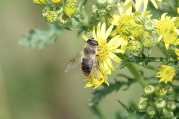 A Common Dronefly (Eristalis tenax), a species of hoverfly, feeding on ragwort