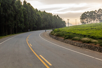 Fototapeta premium Mubende - Fort Portal road through tea plantations, Uganda