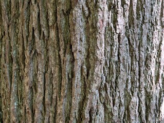 Bark of an oak tree (Quercus)