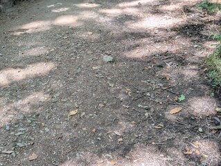 A sun-dapped path in a woodlamd