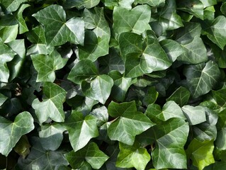 Ivy leaves (Hedera helix)