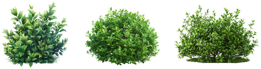 Obraz premium A stunning collection of lush green bushes showcasing vibrant leaves in a natural setting, perfect for landscaping and design.