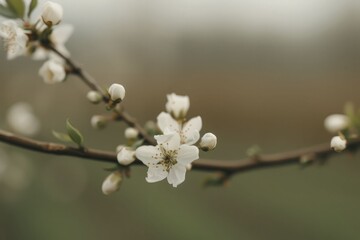 Soft orchard imagery, showcasing the gentle and serene designs of orchard-themed imagery