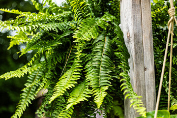 fern leaves © Jacqueline