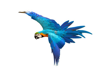 Colorful flying Blue and Gold Macaw parrot isolated on transparent background png file
