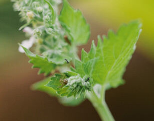 close up of a leaf