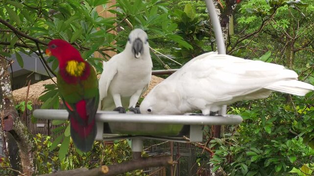 White blue eyed cockatoo bird, Cacatua ophthalmica, New Guinea native parrot, feeding behaviour feeder seed, Mandai bird paradise sanctuary, Singapore