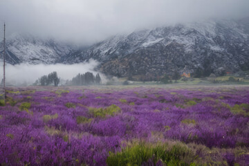 Obraz premium Purple Haze in a Snowy Mountain Valley: A carpet of purple wildflowers blankets a valley floor, the air thick with mist as snow-dusted peaks loom in the background. 